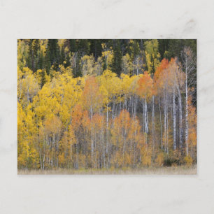 Lambert Hollow, aspen trees Postcard