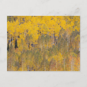 Lambert Hollow, aspen trees Postcard