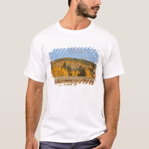 Lambert Hollow, aspen trees T-Shirt