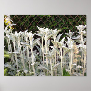 Lambs Ear Plant Poster