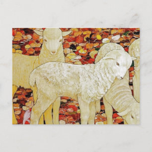 Lambs Postcard