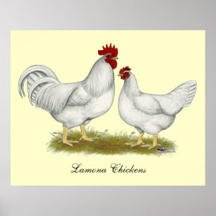 Lamona Chickens Poster