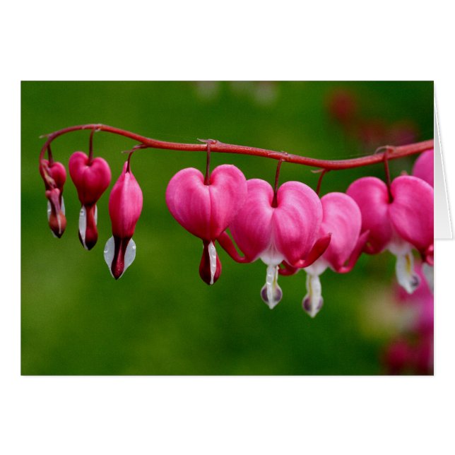 Lamprocapnos spectabilis (Front Horizontal)