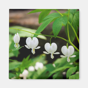 Lamprocapnos spectabilis magnet