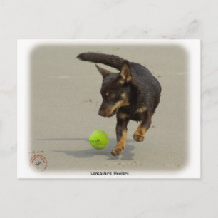Lancashire Heeler 9R056D-248 Postcard