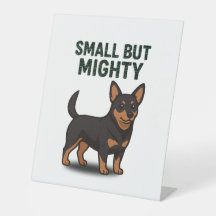 Lancashire Heeler Small But Mighty