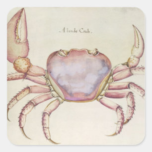 Land Crab Square Sticker