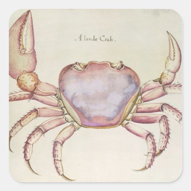 Land Crab Square Sticker (Front)