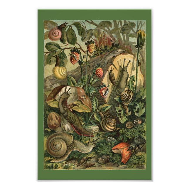 Land Molluscs Snails Vintage 1904 Print (Front)