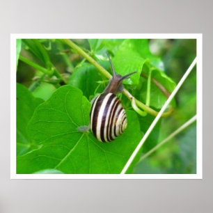 Land Snail on a Leaf Print
