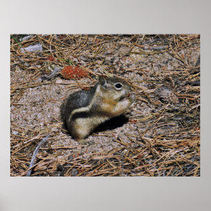 Land Squirrel Poster