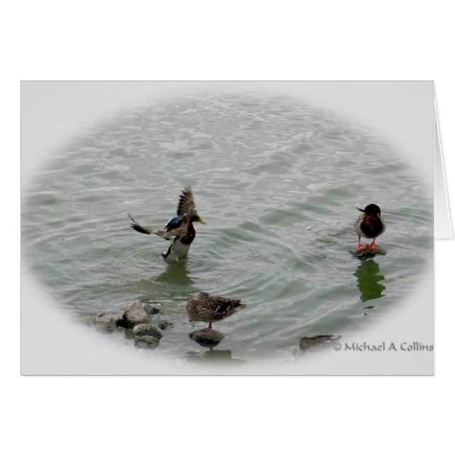 Landing (Front Horizontal)