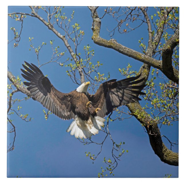 Landing Approach  Ceramic Tile (Front)