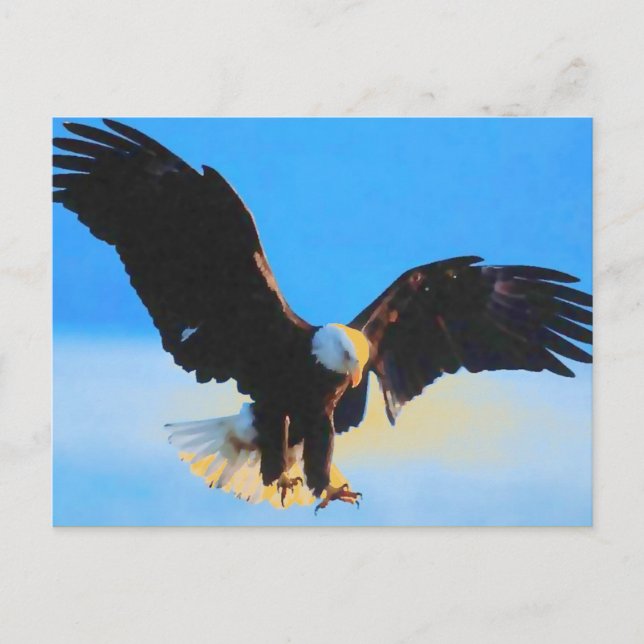Landing Bald American Eagle Postcard (Front)