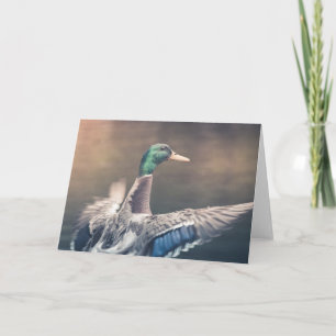 Landing Duck Nature Photo Card