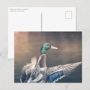 Landing Duck Nature Photo Postcard