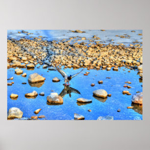 Landing Mallard Drake & Water Reflection Photo Poster
