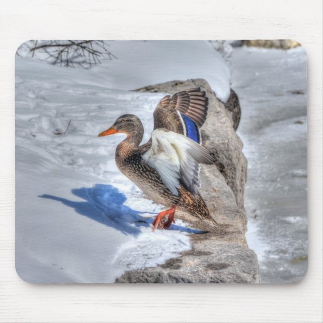 Landing Mallard Duck Birdlover Wildlife Photo Mouse Pad (Front)