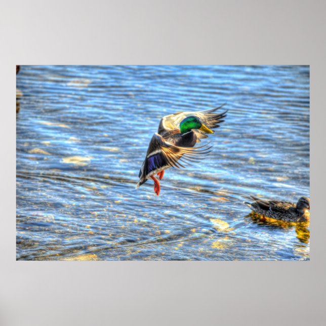 Landing Mallard Duck Drake II Wildlife Photo Print (Front)