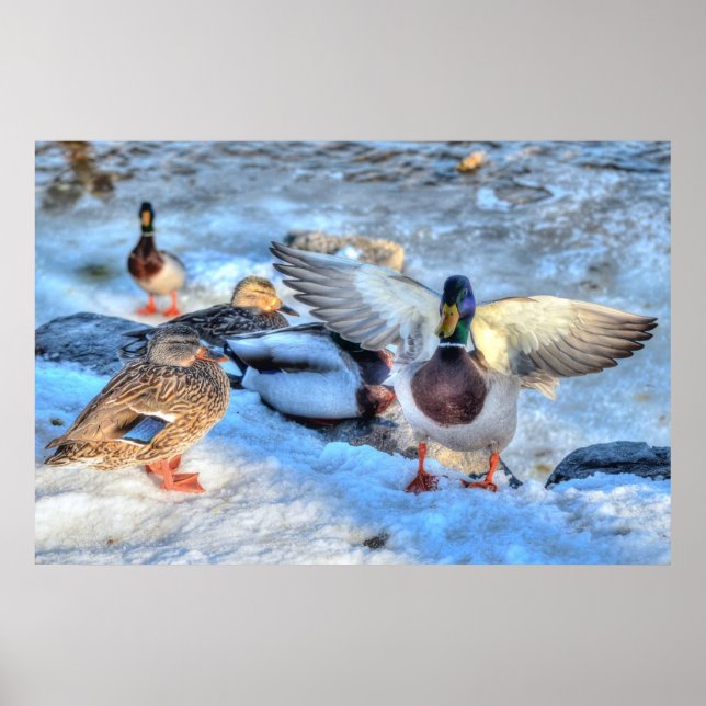 Landing Mallard Duck Drake Wildlife Photo Print (Front)