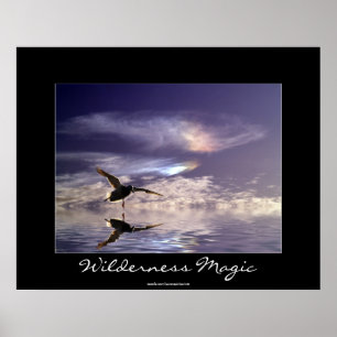 Landing Mallard Duck Wilderness Magic Photo Print