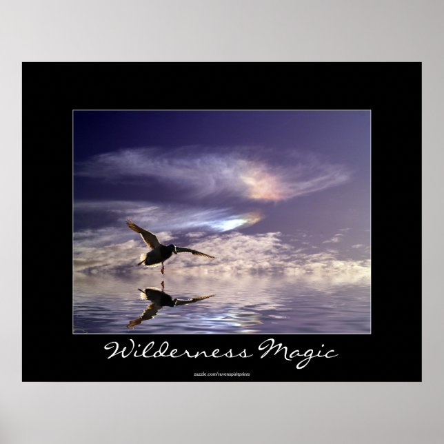 Landing Mallard Duck Wilderness Magic Photo Print (Front)