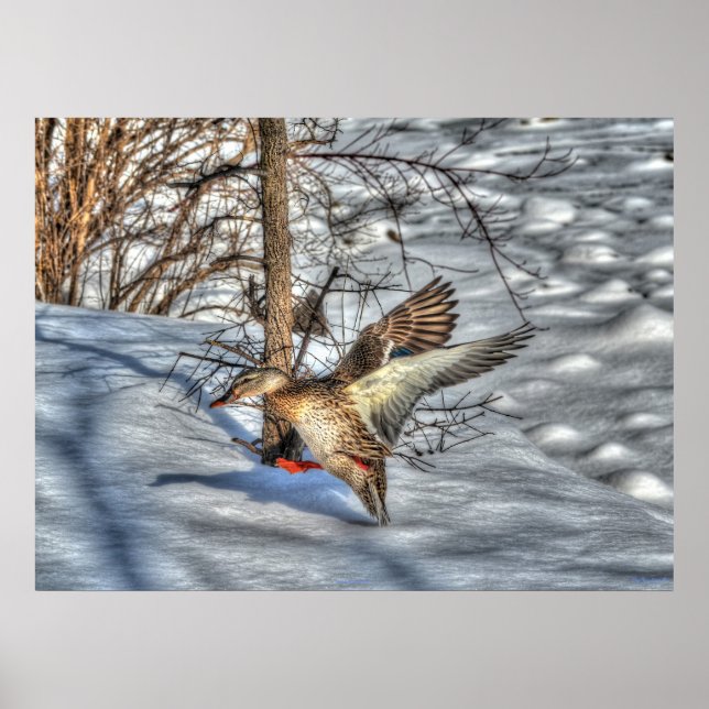 Landing Mallard Duck Wildlife Photo Print (Front)