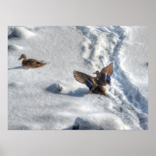Landing Mallard Duck Wildlife Photo Print (Front)
