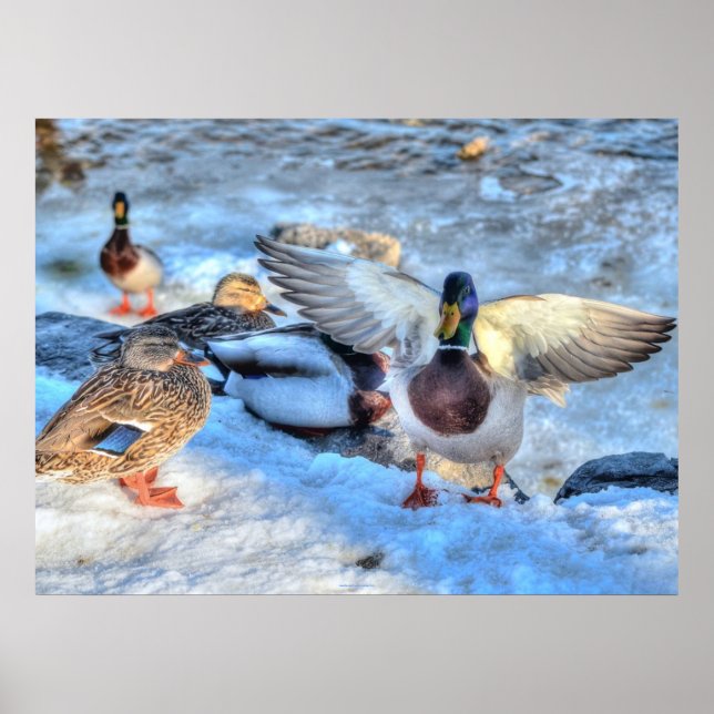 Landing Mallard Duck Wildlife Photo Print (Front)