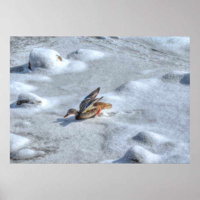 Landing Mallard Duck Wildlife Photo Print (Front)