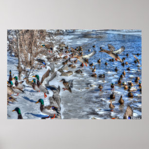 Landing Mallard Ducks & Drakes Wildlife Photo Poster