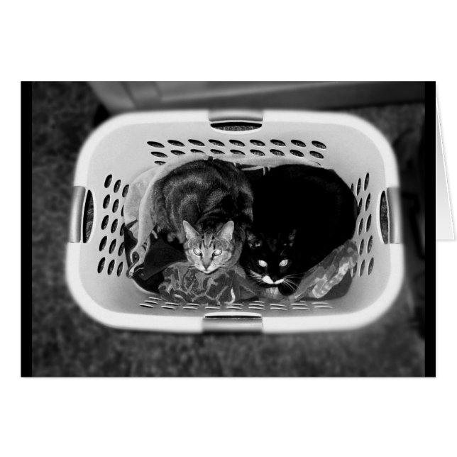 Landry Basket Kitties B+W (Front Horizontal)