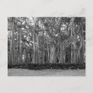 Landscape Banyan Trees B&W Photo Postcard