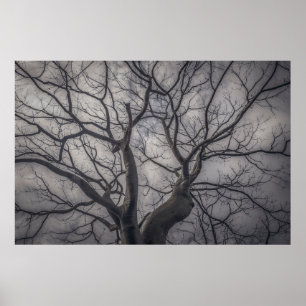 Landscape forest ceiba tree, guayaquil, ecuador poster