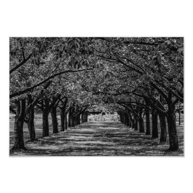 Landscape Nature Trees Photo Print (Front)
