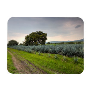 Landscape Of Blue Agave Magnet
