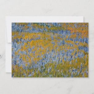 Landscape of Forest in Autumn Thank You Card
