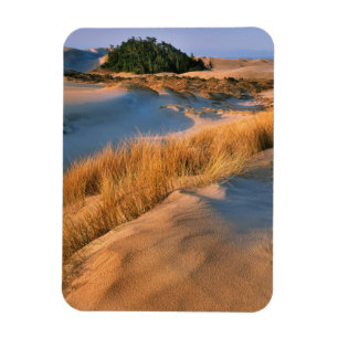 Landscape Of Oregon Sand Dunes Magnet