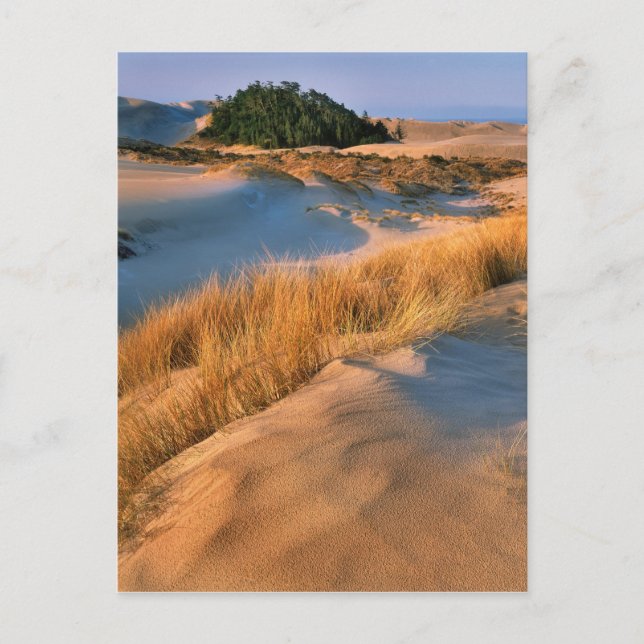 Landscape Of Oregon Sand Dunes Postcard (Front)