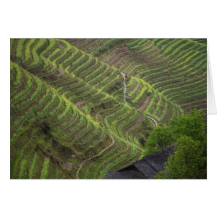 Landscape of rice terraces in the mountain,