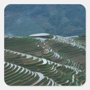 Landscape of rice terraces in the mountain, 2 square sticker