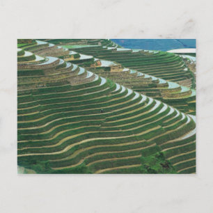 Landscape of rice terraces in the mountain, 3 postcard
