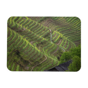 Landscape of rice terraces in the mountain, magnet