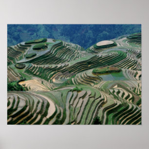 Landscape of rice terraces in the mountain, poster