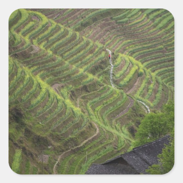 Landscape of rice terraces in the mountain, square sticker (Front)