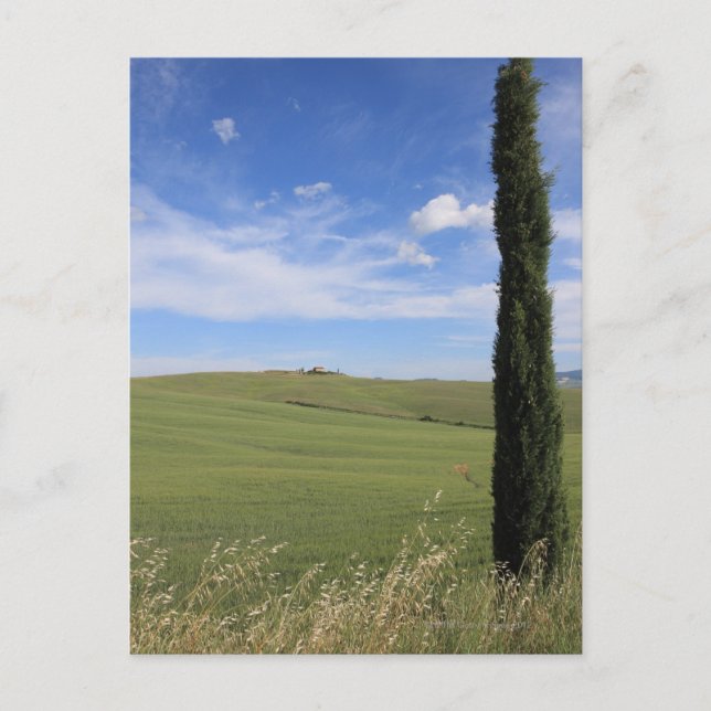 Landscape with Cypress Postcard (Front)