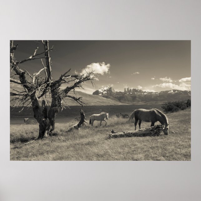 Landscape with horses poster (Front)