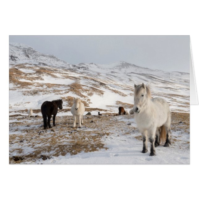 Landscape with Icelandic Horses (Front Horizontal)