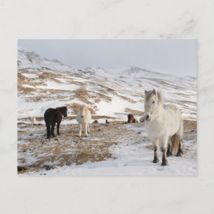 Landscape with Icelandic Horses Postcard