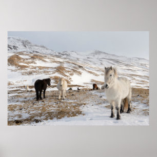 Landscape with Icelandic Horses Poster